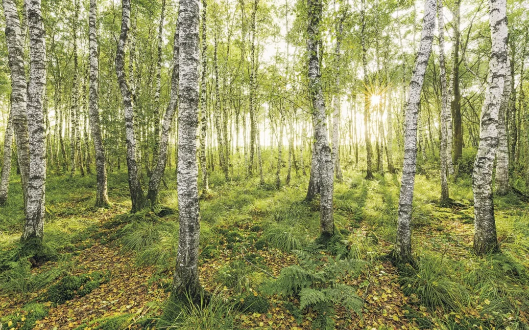 A nyírfa titka